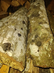Annulohypoxylon
