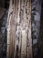 Annulohypoxylon