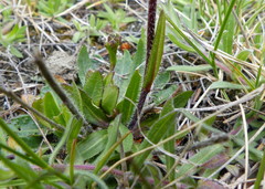 Arabis nuttallii