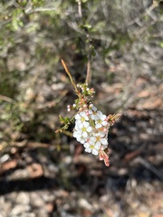 Harmogia densifolia