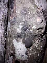 Annulohypoxylon