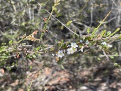 Harmogia densifolia