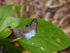 Pythonides grandis