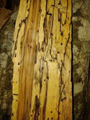 Annulohypoxylon