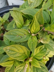 Angiospermae