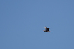 Ardea cinerea