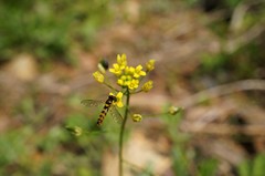 Sphaerophoria menthastri