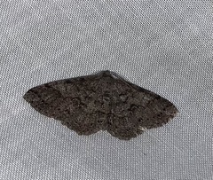 Melanolophia imitata