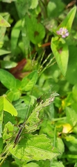 Orthoptera