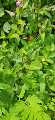 Orthoptera