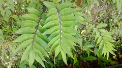 Polygonatum arisanense