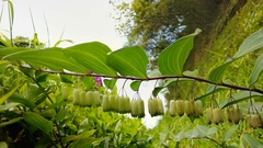 Polygonatum arisanense
