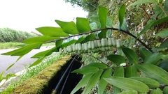 Polygonatum arisanense