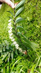 Polygonatum arisanense