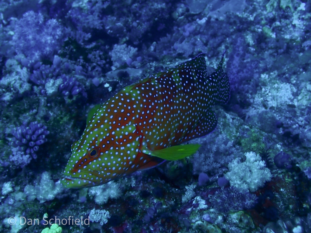 Coral grouper
