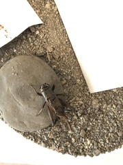 Teleogryllus occipitalis