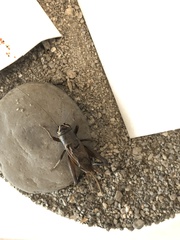 Teleogryllus occipitalis