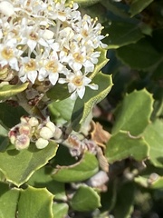 Ceanothus perplexans