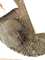 Teleogryllus occipitalis