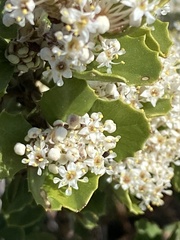 Ceanothus perplexans