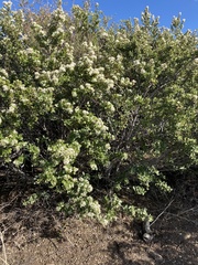 Ceanothus perplexans