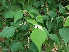 Mallotus paniculatus