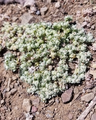 Psilocarphus tenellus