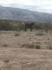 Equus asinus × caballus
