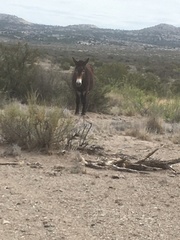 Equus asinus × caballus