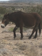 Equus asinus × caballus