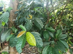 Ficus fistulosa