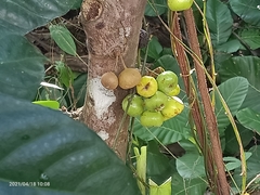 Ficus fistulosa