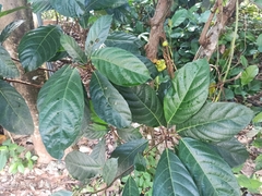 Ficus fistulosa