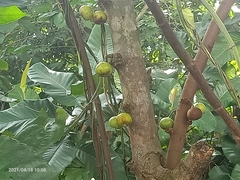 Ficus fistulosa
