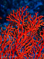 Melithaea