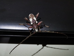 Enaphalodes taeniatus