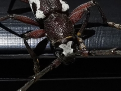Enaphalodes taeniatus