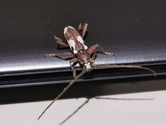 Enaphalodes taeniatus