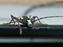 Enaphalodes taeniatus