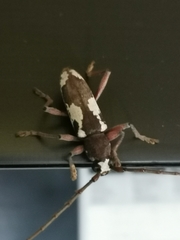 Enaphalodes taeniatus