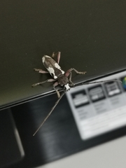 Enaphalodes taeniatus