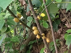 Ficus grossularioides