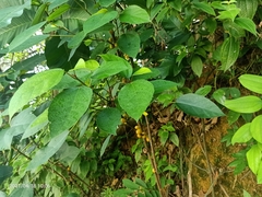 Ficus grossularioides