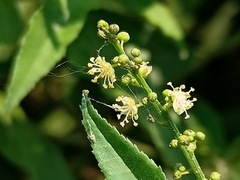 Croton bonplandianus