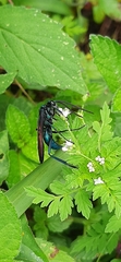 Aculeata