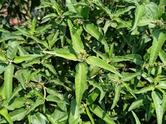 Croton bonplandianus