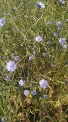 Cichorium endivia
