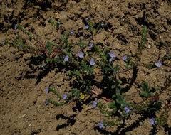 Phacelia ciliata ciliata