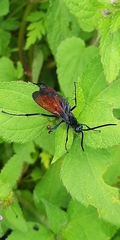 Aculeata