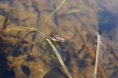Gerris latiabdominis